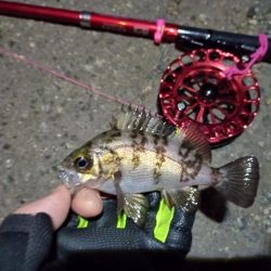 2022/01/07 南港ヘチ釣り