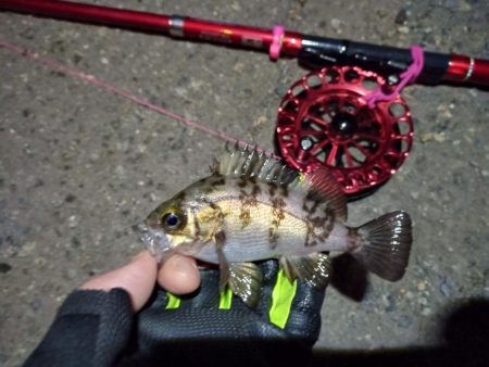 2022/01/07 南港ヘチ釣り