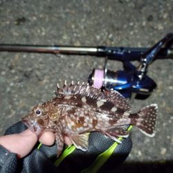 2022/01/08 南港ライトゲーム釣行