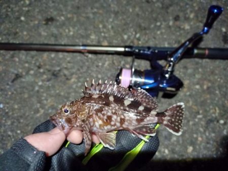 2022/01/08 南港ライトゲーム釣行