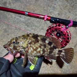 2022/01/09 南港ヘチ釣り