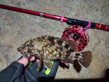 2022/01/09 南港ヘチ釣り