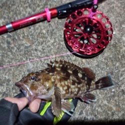 2022/01/12 南港ヘチ釣り