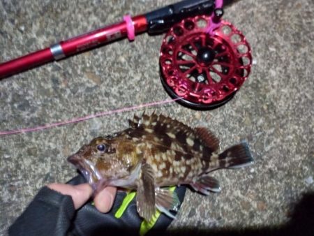 2022/01/12 南港ヘチ釣り