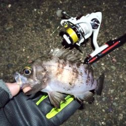 2022/01/13 南港ライトゲーム釣行