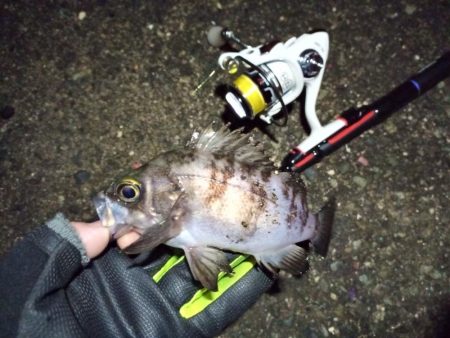 2022/01/13 南港ライトゲーム釣行