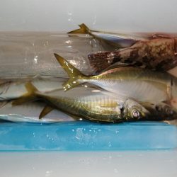 極寒アジ釣り