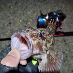 2022/01/14 南港ライトゲーム釣行