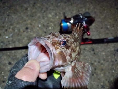 2022/01/14 南港ライトゲーム釣行