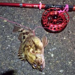 2022/01/15 南港ヘチ釣り