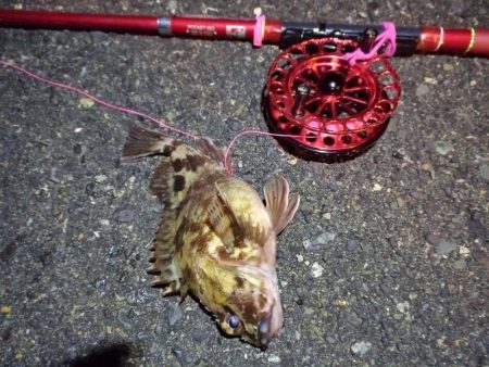 2022/01/15 南港ヘチ釣り