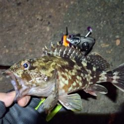 2022/01/16 南港ライトゲーム釣行