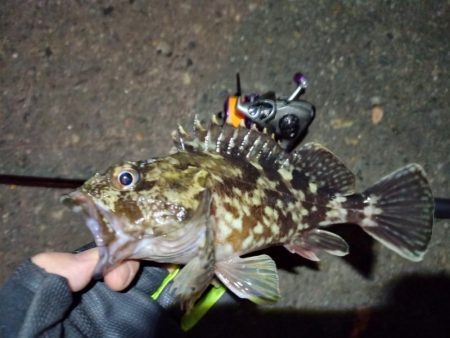 2022/01/16 南港ライトゲーム釣行