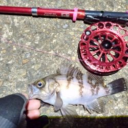 2022/01/18 南港ヘチ釣り