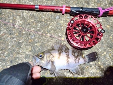 2022/01/18 南港ヘチ釣り