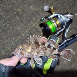 2022/01/19 南港ライトゲーム釣行