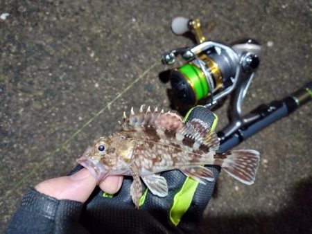 2022/01/19 南港ライトゲーム釣行