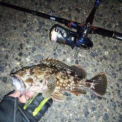 2022/01/21 南港ライトゲーム釣行