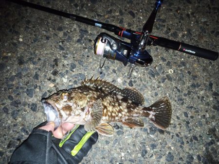 2022/01/21 南港ライトゲーム釣行