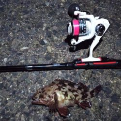 2022/01/22 南港ライトゲーム釣行