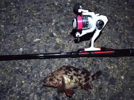 2022/01/22 南港ライトゲーム釣行