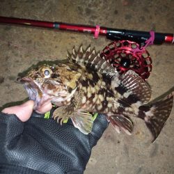 2022/01/24 南港ヘチ釣り