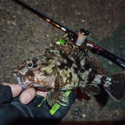 2022/01/25 南港ライトゲーム釣行