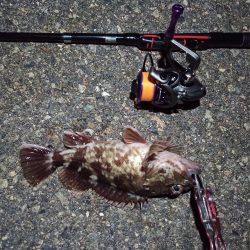 2022/01/28 南港ライトゲーム釣行