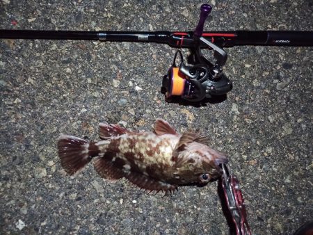 2022/01/28 南港ライトゲーム釣行