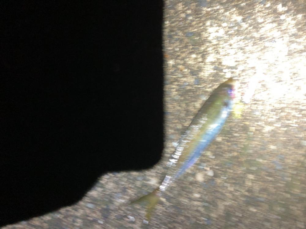 アジとイカと青物