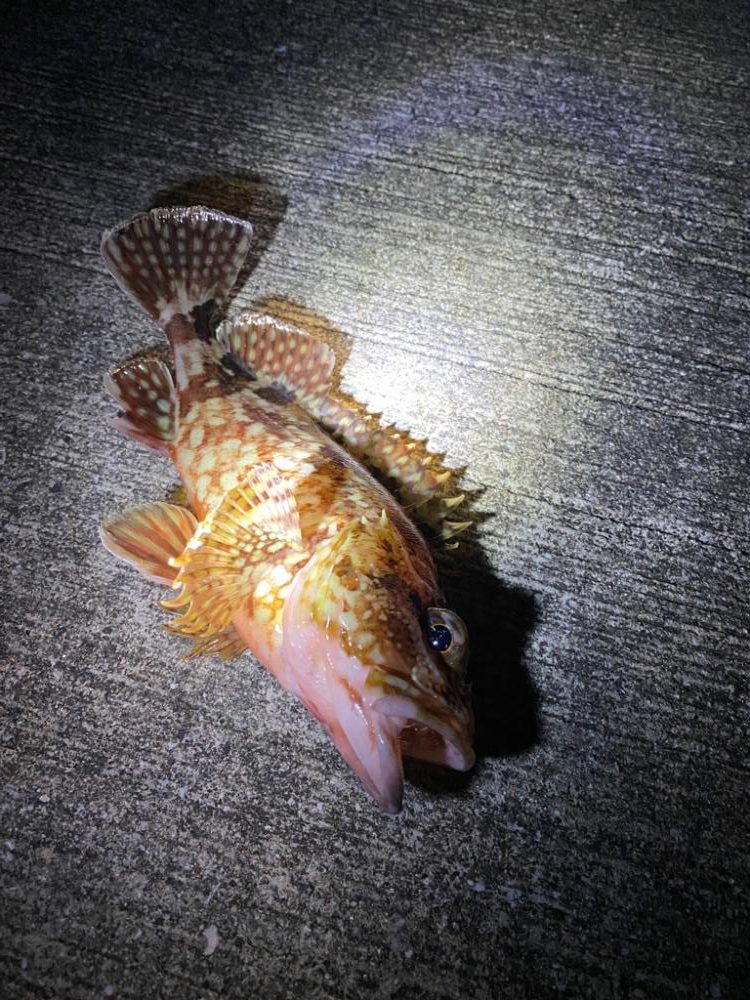 過去一のメバル!