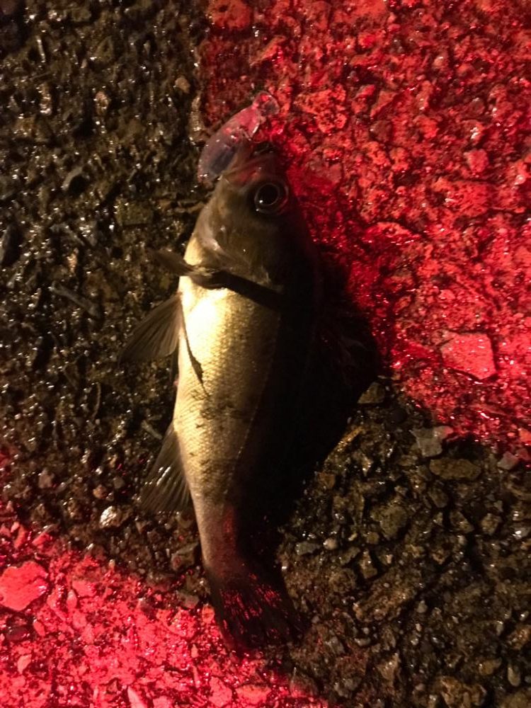 アジングのはずが