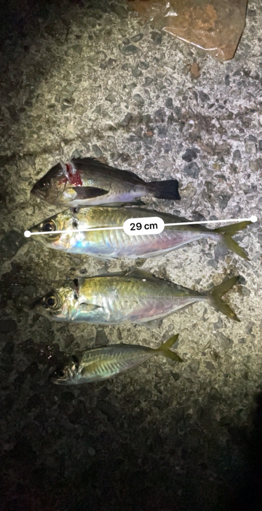 田ノ浦で夜中のカゴ釣り