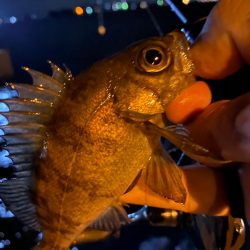 シャローフリークでメバリング