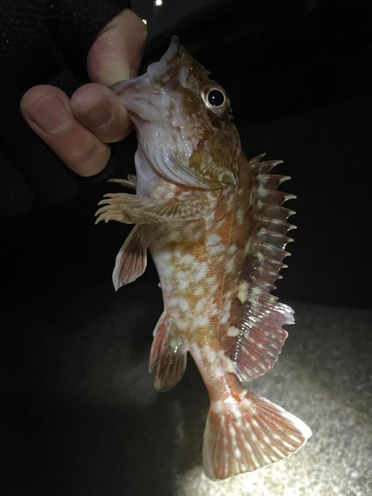 メバル狙いがガシラ祭りに