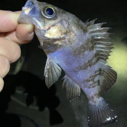 ライトゲームでメバル&ガシラ