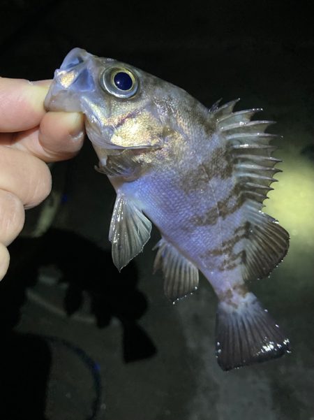 ライトゲームでメバル&ガシラ