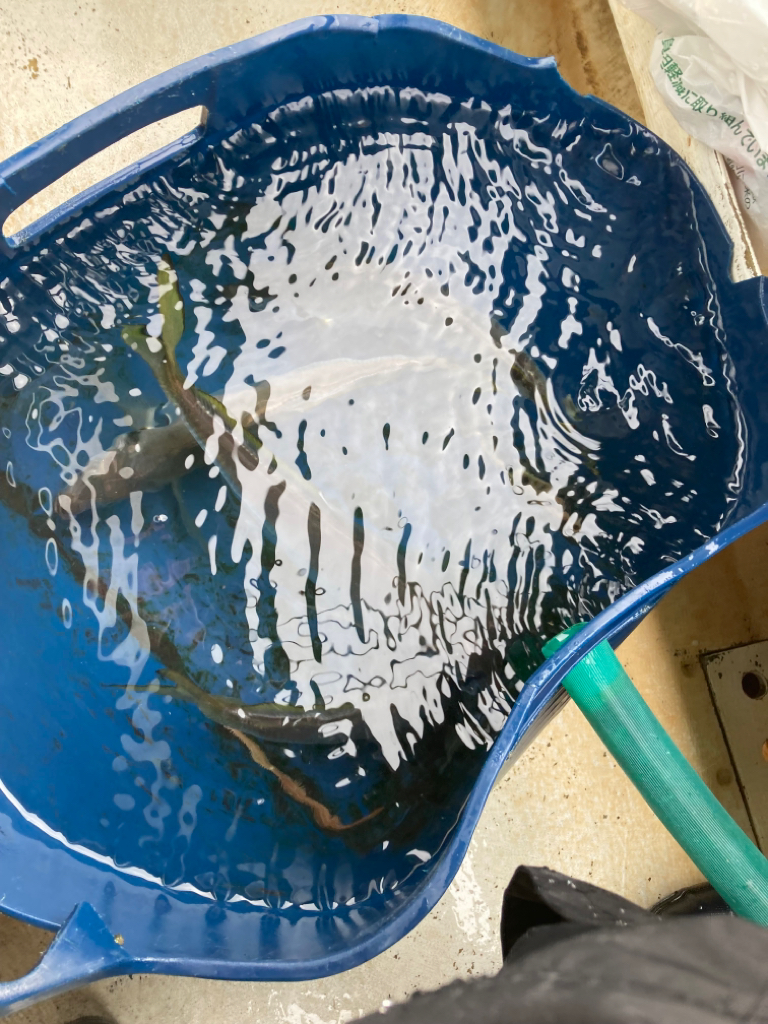 鬼アジ　チャレンジ