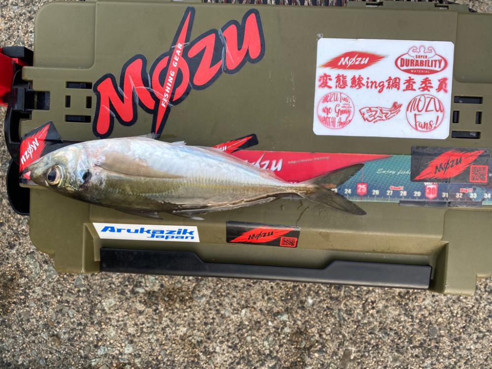 アジを探して朝活