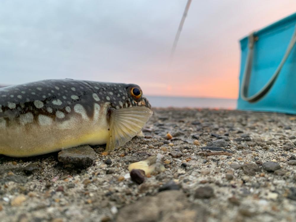 日曜堤防小物釣り