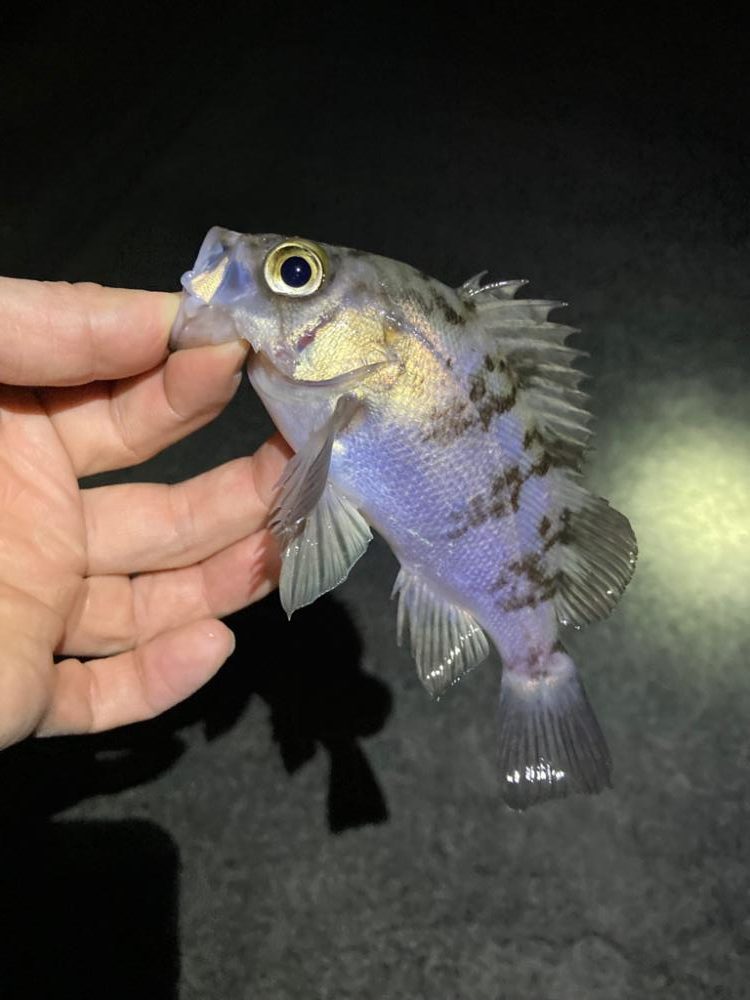 メバリングin明石