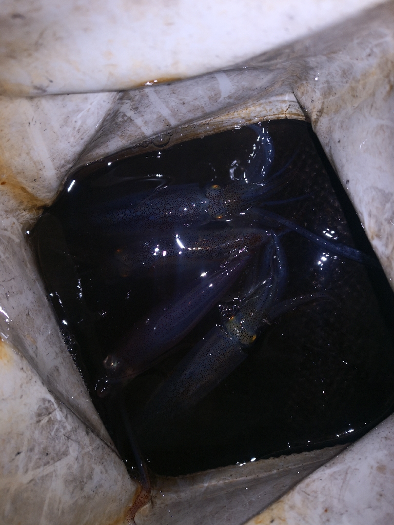 アジング練習367  ライトエギング