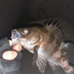 メバリング本日ハードモード