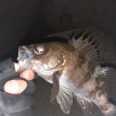 メバリング本日ハードモード