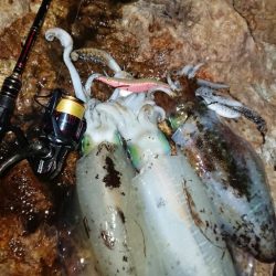 対馬エギング釣果⑦