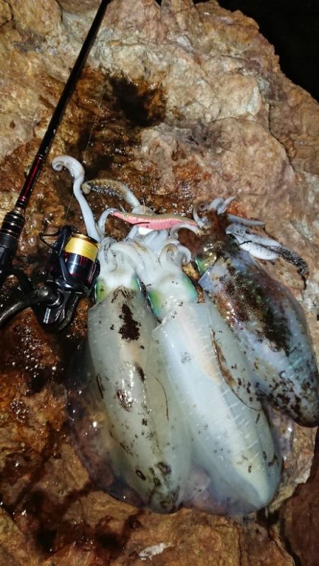 対馬エギング釣果⑦