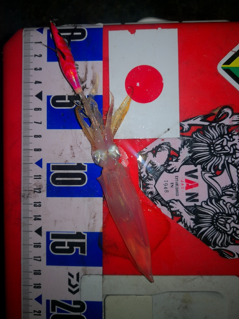 アジング練習369 ライトエギング