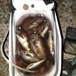 数釣りできて満足です。