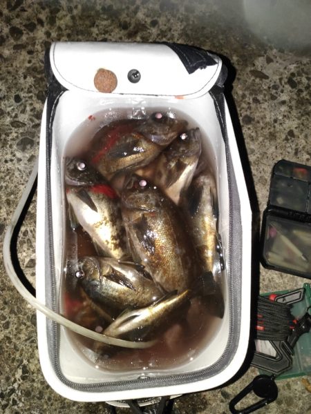 数釣りできて満足です。