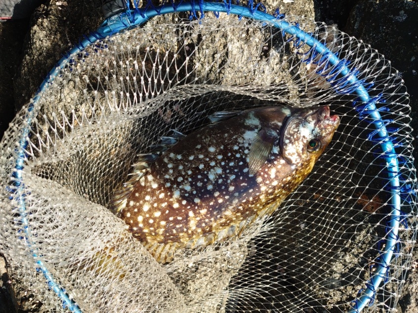 樫野でグレ釣り